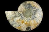 Cut & Polished Ammonite Fossil (Half) - Madagascar #158035-1